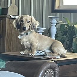 Asher - Dachshund
