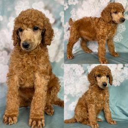 Apple Jack - Red  Poodle puppy in Swansboro, North Carolina from Monarch Standard Poodles