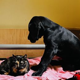 Great Dane Puppies from B3 Kennels