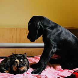 Great Dane Puppies from B3 Kennels