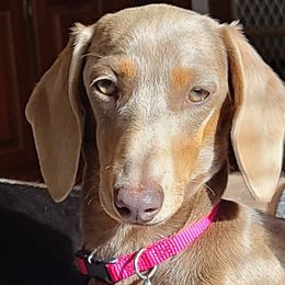 Angel - Dachshund