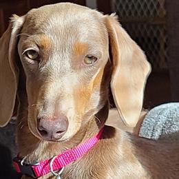 Angel - Dachshund