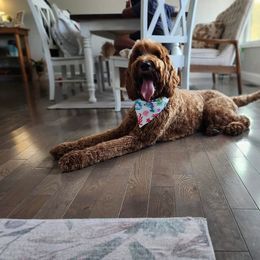 Riggs - Goldendoodle