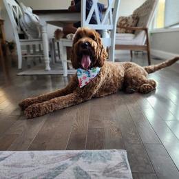 Riggs - Goldendoodle