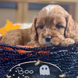 Oliver - Red male Cavapoo puppy in El Dorado Springs, Missouri from Cavish's Missouri Cavaliers, Cavapoos, and Miniature Poodles