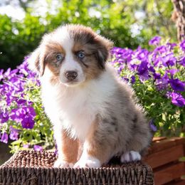 Mesick - Red merle male Australian Shepherd puppy in Harmony, North Carolina from Fox Aussies