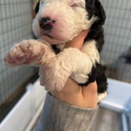 Bo Peep - Black and white female Sheepadoodle puppy in Lumberton, Mississippi from Doris’ Darlin Doxies & Doodles