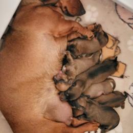 Blueprint K2 Litter - Red male Dachshund puppy in Mountain Grove, Missouri from Blueprint K9 Dachshunds- www.BlueprintK9.com