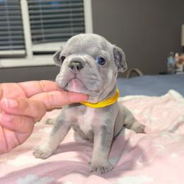 Yellow - Blue female French Bulldog puppy in Bolingbrook, Illinois from Flores Frenchies