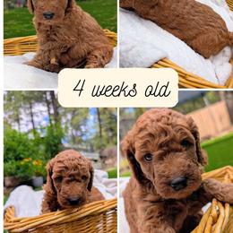 Chunky Monkey - Cream male Goldendoodle puppy in Flagstaff, Arizona from Pat's Poodle Pups & Moore
