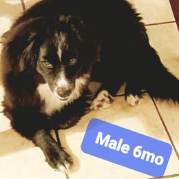 Blue - Black & white male Miniature Australian Shepherd puppy in Middleburg, Florida from Dog Father Kennels