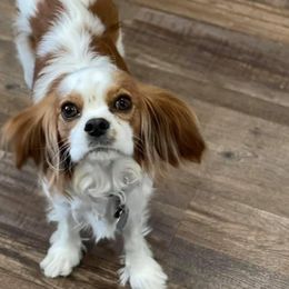 Sophie - Cavalier King Charles Spaniel