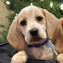 SOLD Honeys Purple Collar - Lemon and white female Beagle puppy in Brownsville, Oregon from Beagles on the Run