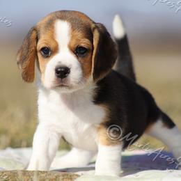 AKC 'Babbs' - Black white and tan female Beagle puppy in Lamar, Missouri from Marti Acres ~ Boston Terrier & Beagles