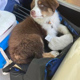 Australian Shepherd All Grown Up from Spunky Farms Aussies