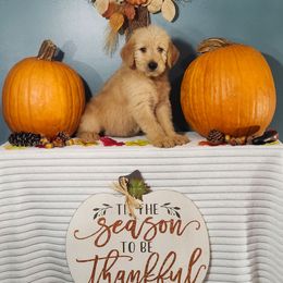 Abundance - Cafe male Labradoodle puppy in Gainesboro, Tennessee from Family Tradition