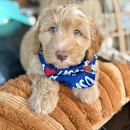 Magic - male Australian Mountain Doodle puppy in Miami, Florida from Jade’s Paws & Co. Of Miami LLC