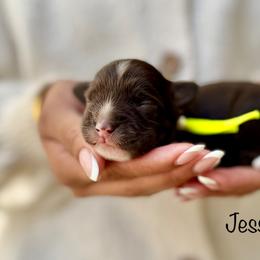 Jessie - Chocolate female Australian Labradoodle puppy in Morgan Hill, California from Loving Labradoodles