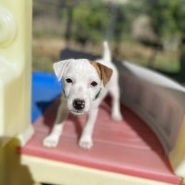 Jack Russell Terrier Puppies from Fair Dinkum Jack Russell Terriers