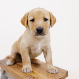 Bijou - Yellow female Labrador Retriever puppy in Allons, Tennessee from UC Labradors LLC