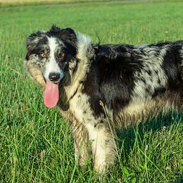 Athena - Border Collie
