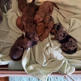Dachshund Puppies from Witchy Woman’s Wiener’s
