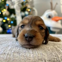 Truck - Dapple male Dachshund puppy in Temecula, California from Naomi Magee's Dachshund Kennel