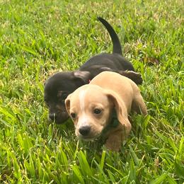 Boy 5 - Cream male Dachshund puppy in Saint Jo, Texas from Reeves Dashing-Hounds