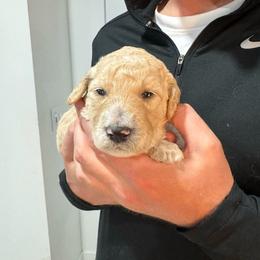 Lavender - Cream female Goldendoodle puppy in Waterloo, Illinois from Ashly Miller
