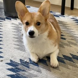 Pembroke Welsh Corgi All Grown Up from G.G.'s Corgis
