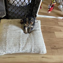 Yorkshire Terrier Puppies from The Yorkie House