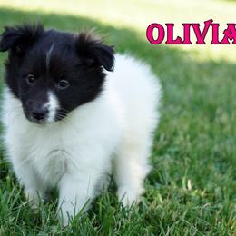 Olivia - CHW Bi Black Girl - White and black female Shetland Sheepdog puppy in Frazeysburg, Ohio from Mountain High Kennels
