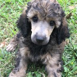 Poodle Puppies from Providential Poodles