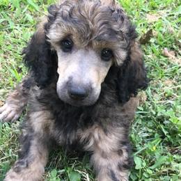 Poodle Puppies from Providential Poodles