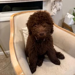 Poppy - Chocolate female Labradoodle puppy in Stamford, Connecticut from Doodles of CT