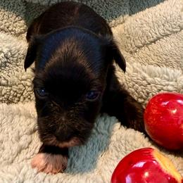 Envy - Black and tan female Yorkipoo puppy in Newville, Pennsylvania from Wonderfully Made Poodles & Doodles