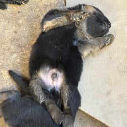 Sam and Twink boy 2 - Black and red male German Shepherd puppy in Galt, California from At Redwood Runs