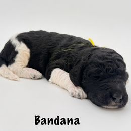 Bandana - Parti male Goldendoodle puppy in Milford, Pennsylvania from Doodles Are Golden