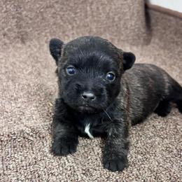 Marlee - Black brindle female Cairn Terrier puppy in Mountain Grove, Missouri from CreekTop