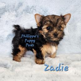 Zadie - Black and tan female Yorkshire Terrier puppy in Adair, Oklahoma from Phillippe's Puppy Paws