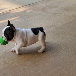 Boston Terrier and French Bulldog Puppies from Freedom Bostons