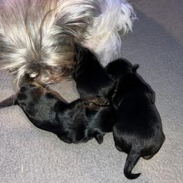 Morkie Puppies from McConnell’s Morkies