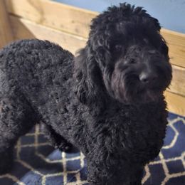 Darla - Goldendoodle