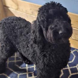 Darla - Goldendoodle