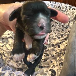 Skye - Black female Cocker Spaniel puppy in Columbia, South Carolina from Fleur de Lis Cockers- Cuchna Cockers
