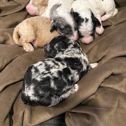 Cockapoo and Goldendoodle Puppies from Jax Doodles
