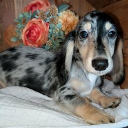 Oreo - Dapple male Dachshund puppy in Unadilla, Georgia from The Hamsley Kennels of South Georgia