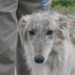 Borzoi and Silken Windhound All Grown Up from Avalon