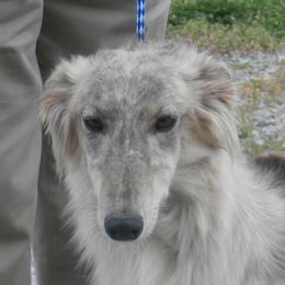 Borzoi and Silken Windhound All Grown Up from Avalon