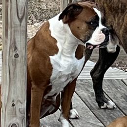 Boxers from McGallion’s Boxers